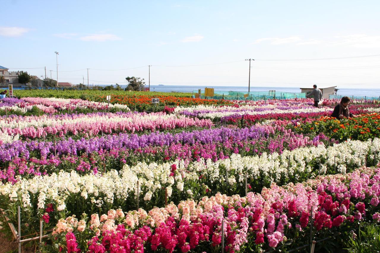 Pension Nanohana Hotel Tateyama  Exterior photo